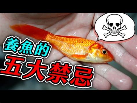 養魚要注意什麼